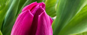Превью обои тюльпан, цветок, лепестки, розовый, листья, растение