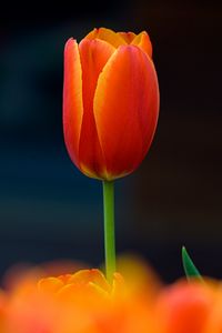 Превью обои тюльпан, цветок, лепестки, растение, красный