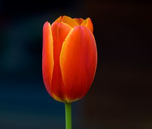 Превью обои тюльпан, цветок, лепестки, растение, красный