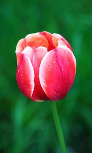 Превью обои тюльпан, цветок, лепестки, макро, красный