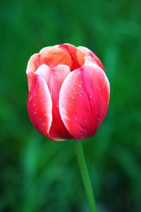 Превью обои тюльпан, цветок, лепестки, макро, красный