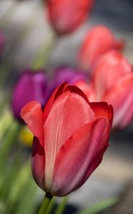 Превью обои тюльпан, цветок, лепестки, красный, весна