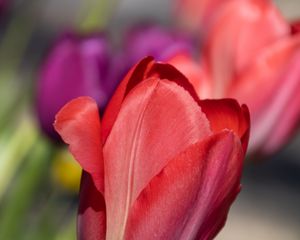Превью обои тюльпан, цветок, лепестки, красный, весна