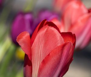 Превью обои тюльпан, цветок, лепестки, красный, весна
