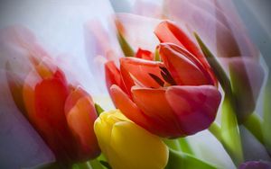Превью обои тюльпан, цветок, лепестки, растение