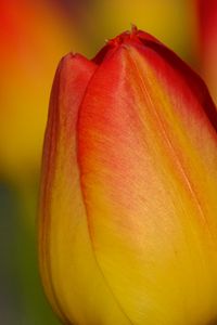 Превью обои тюльпан, цветок, макро, красный, желтый