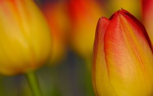 Превью обои тюльпан, цветок, макро, красный, желтый