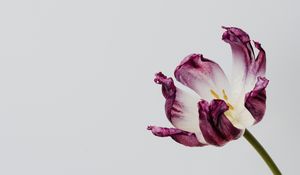 Превью обои тюльпан, цветок, минимализм