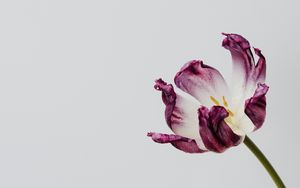 Превью обои тюльпан, цветок, минимализм