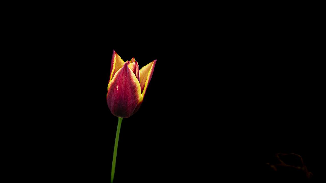 Обои тюльпан, цветок, минимализм, черный фон