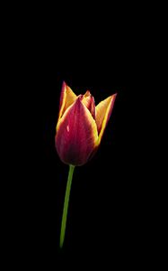 Превью обои тюльпан, цветок, минимализм, черный фон