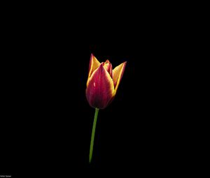 Превью обои тюльпан, цветок, минимализм, черный фон