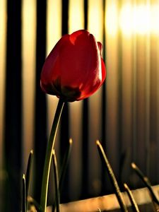 Превью обои тюльпан, цветок, ограждение, свет