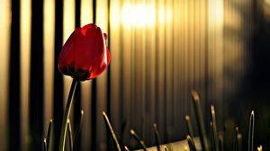 Превью обои тюльпан, цветок, ограждение, свет