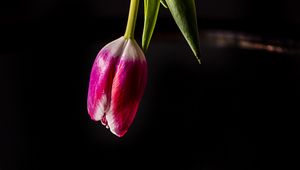 Превью обои тюльпан, цветок, отражение, темный