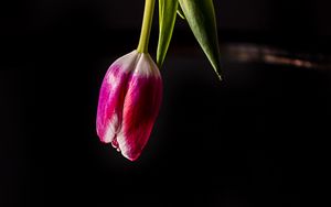 Превью обои тюльпан, цветок, отражение, темный