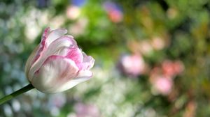 Превью обои тюльпан, цветок, растение, полосатый