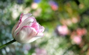 Превью обои тюльпан, цветок, растение, полосатый