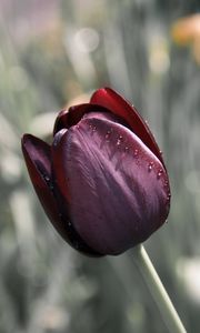 Превью обои тюльпан, цветок, размытость, бутон