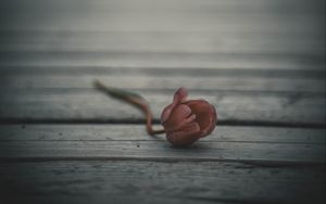 Превью обои тюльпан, цветок, размытость, бутон, одинокий