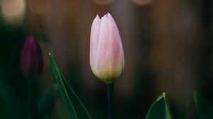 Превью обои тюльпан, цветок, розовый, цветение