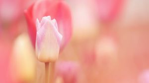 Превью обои тюльпан, цветок, розовый, весна, растение