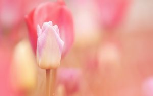 Превью обои тюльпан, цветок, розовый, весна, растение