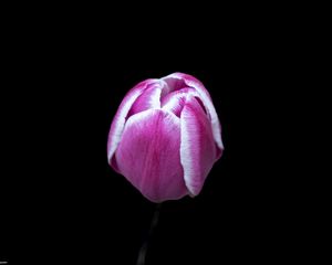 Превью обои тюльпан, цветок, розовый, макро, черный фон