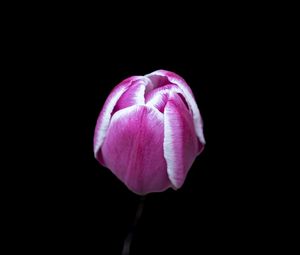 Превью обои тюльпан, цветок, розовый, макро, черный фон