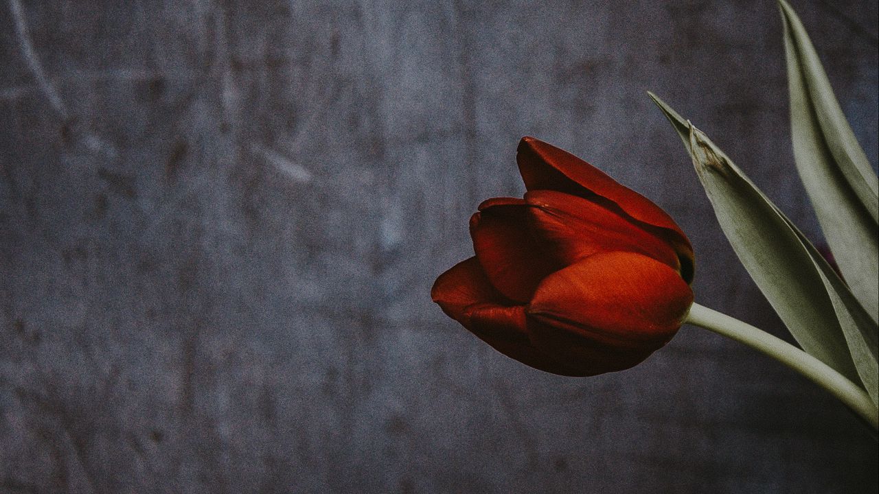 Обои тюльпан, цветок, стена