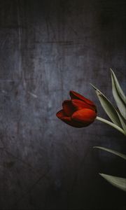 Превью обои тюльпан, цветок, стена