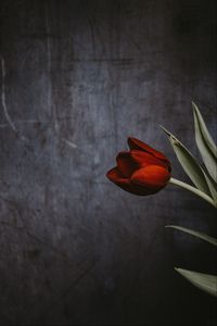Превью обои тюльпан, цветок, стена