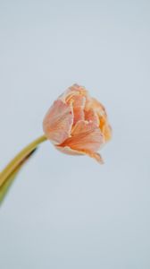 Превью обои тюльпан, цветок, светлый, минимализм