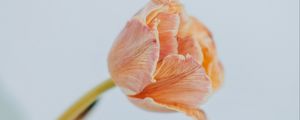 Превью обои тюльпан, цветок, светлый, минимализм