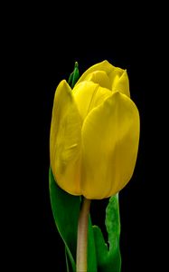Превью обои тюльпан, цветок, желтый, растение, лепестки