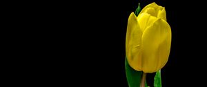 Превью обои тюльпан, цветок, желтый, растение, лепестки