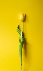 Превью обои тюльпан, цветок, желтый, минимализм