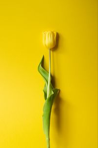 Превью обои тюльпан, цветок, желтый, минимализм