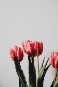 Превью обои тюльпан, цветы, букет, капли, мокрый