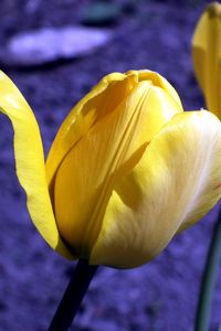 Превью обои тюльпан, цветы, бутоны, желтый