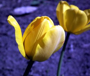 Превью обои тюльпан, цветы, бутоны, желтый
