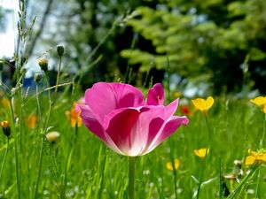 Превью обои тюльпан, цветы, поляна, трава, солнечно, красота
