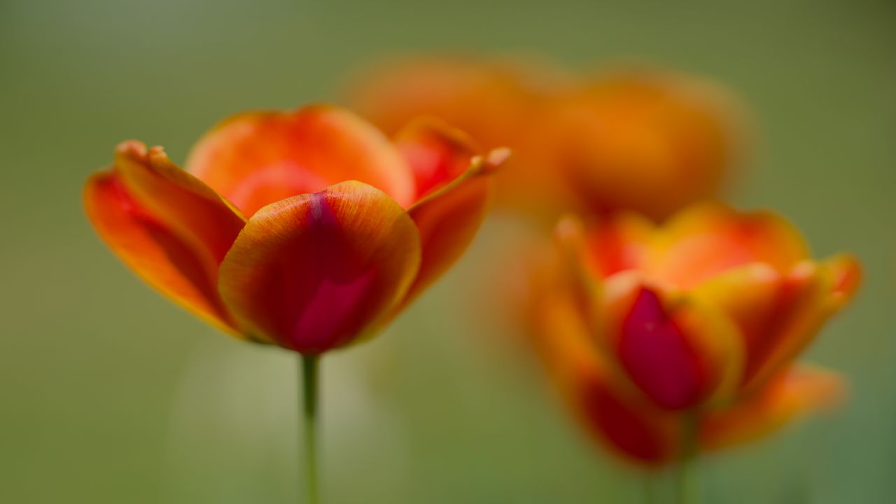 Обои тюльпан, цветы, весна, лепестки, размытие