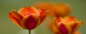 Превью обои тюльпан, цветы, весна, лепестки, размытие