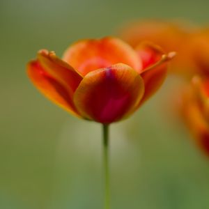 Превью обои тюльпан, цветы, весна, лепестки, размытие
