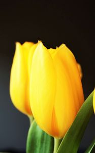 Превью обои тюльпан, цветы, желтый, размытость