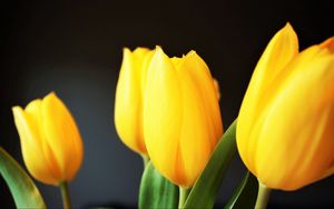 Превью обои тюльпан, цветы, желтый, размытость
