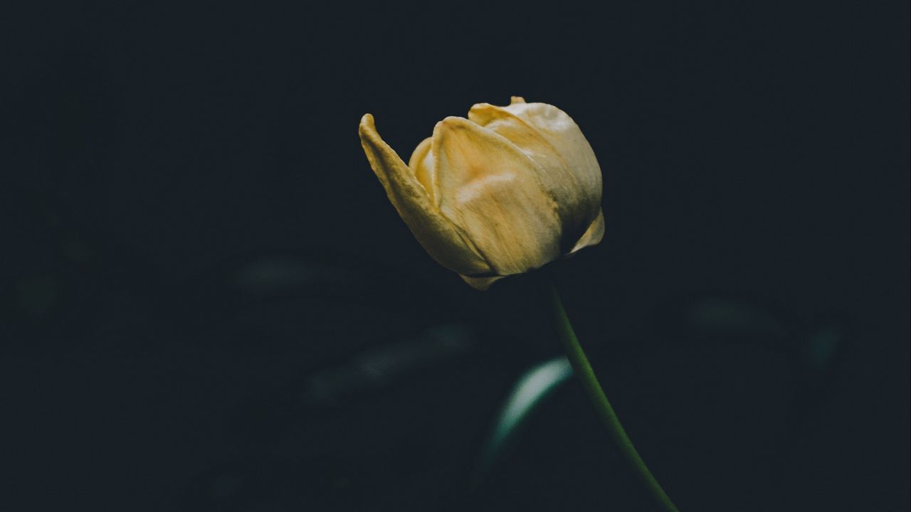 Обои тюльпан, желтый, цветок, темный, один