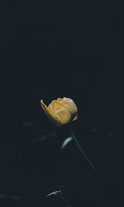 Превью обои тюльпан, желтый, цветок, темный, один