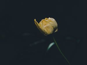 Превью обои тюльпан, желтый, цветок, темный, один
